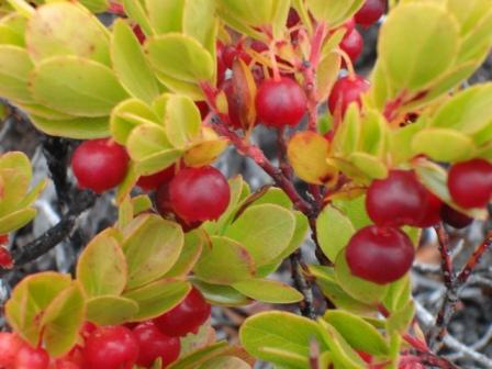 'Ohelo berries on Mauna Loa Hawaii  - hiloliving.com